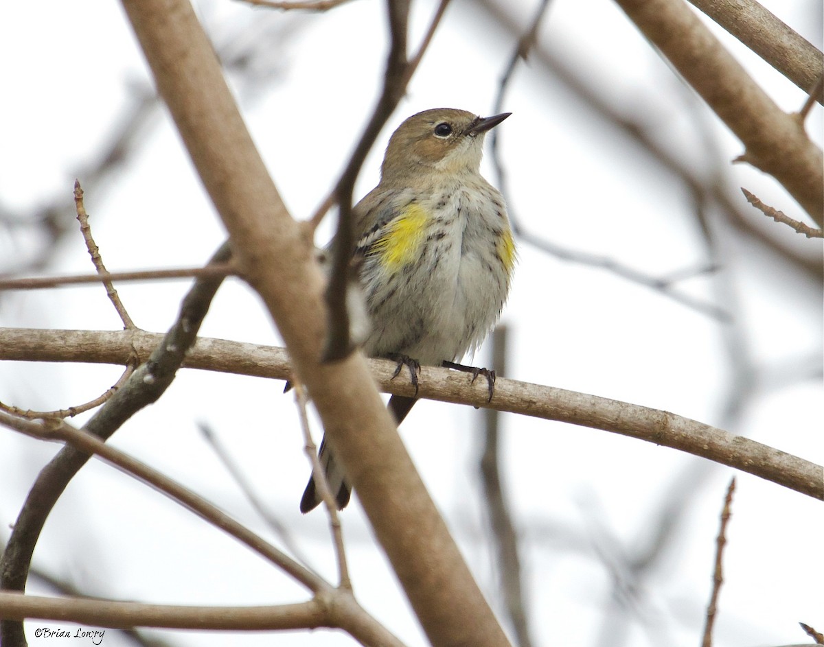 Yellow-rumped Warbler - ML25675861