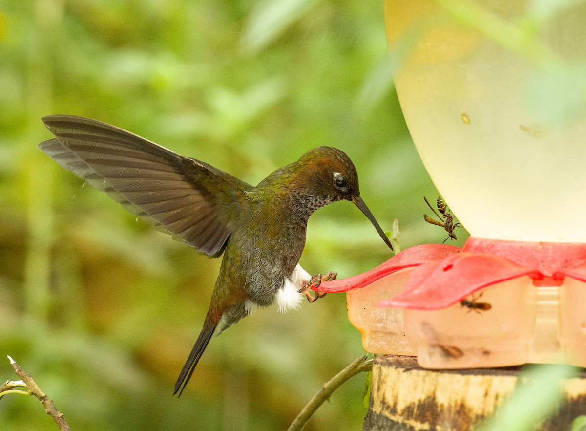 Hoary Puffleg - Alex Luna