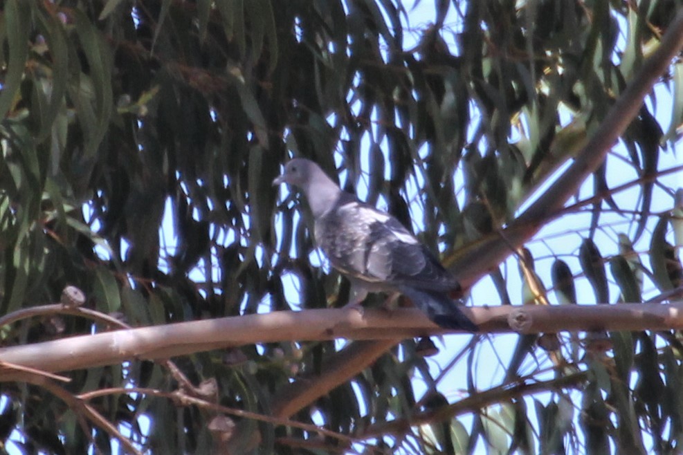Голуб парагвайський (підвид albipennis) - ML256759201