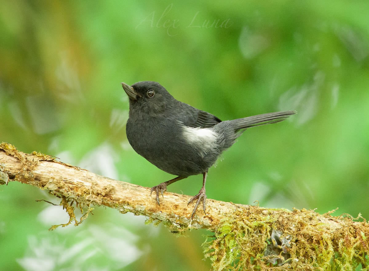 Pinchaflor Flanquiblanco - ML256759351