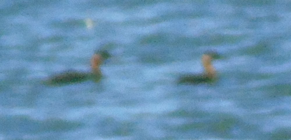 Red-necked Grebe - ML256760581