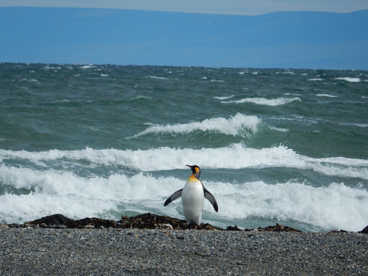 King Penguin - Nancy Trautmann