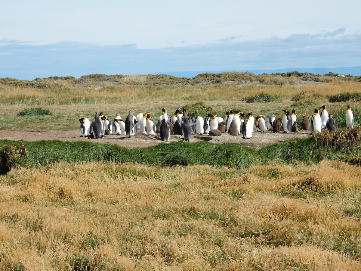 King Penguin - ML25677001