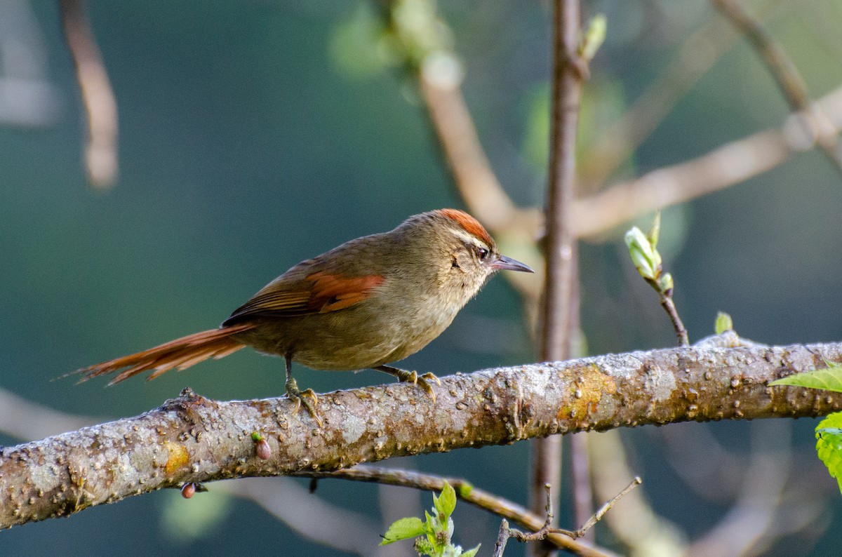 Pallid Spinetail - ML256772371