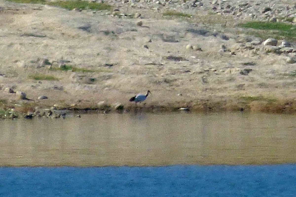 African Sacred Ibis - Hugo Sánchez