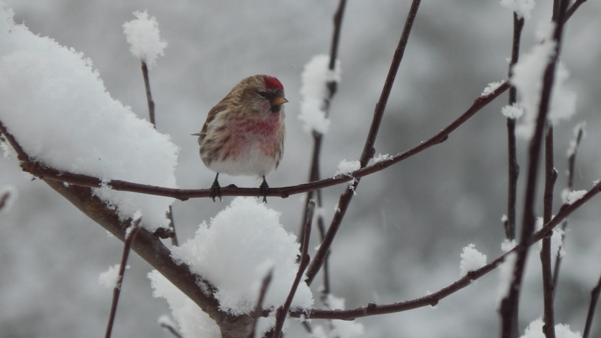Redpoll (Common) - ML25677291