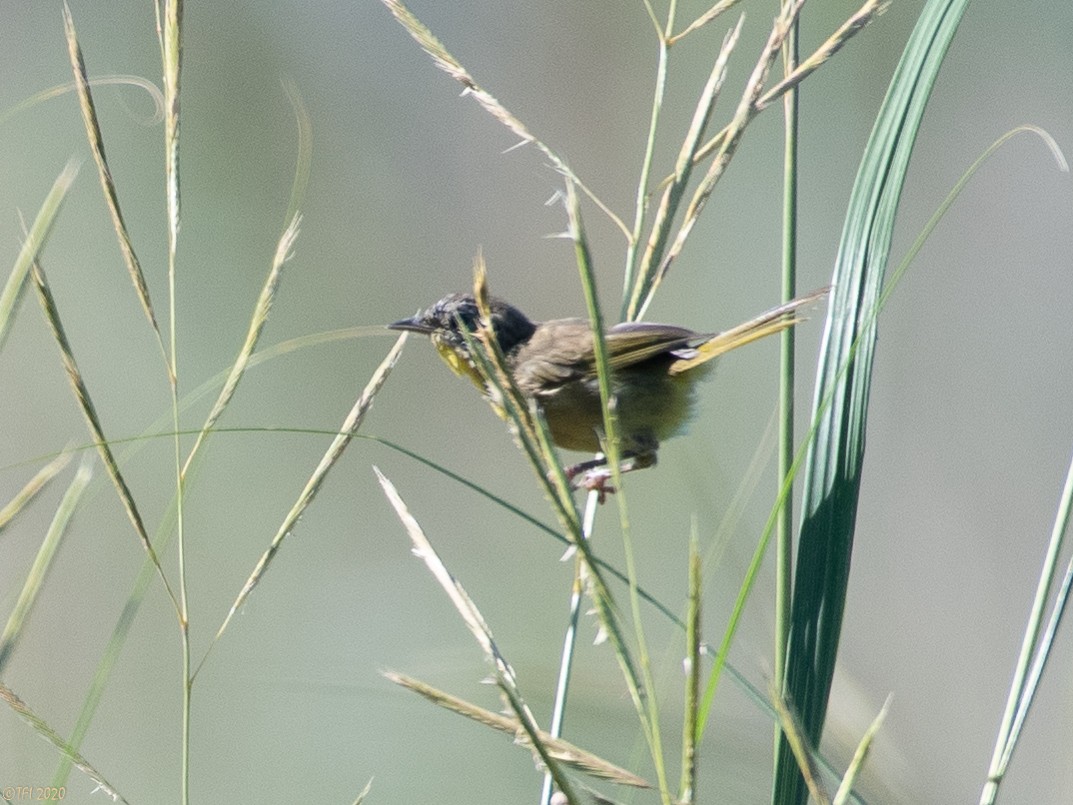 Common Yellowthroat - ML256776181