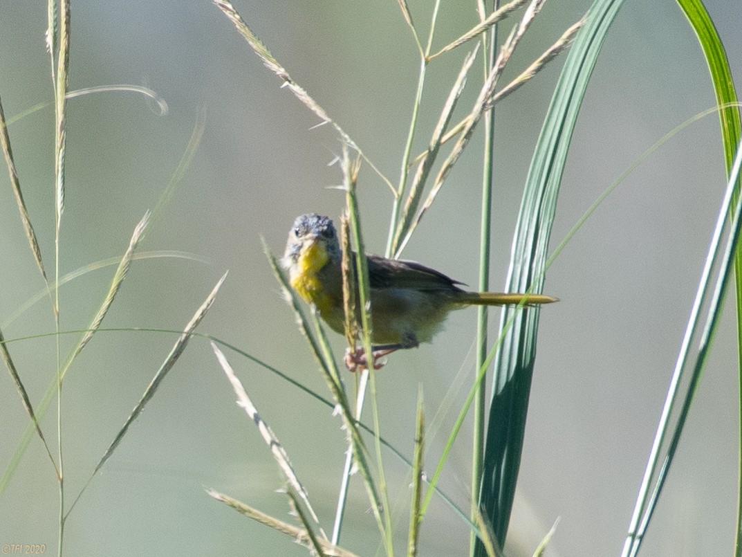 Common Yellowthroat - ML256776211