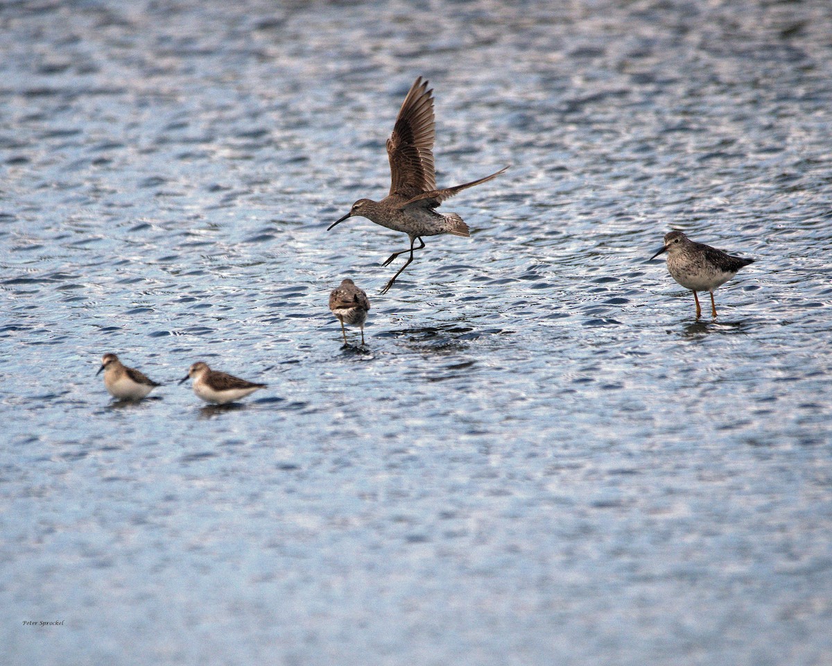 Stilt Sandpiper - ML256777381