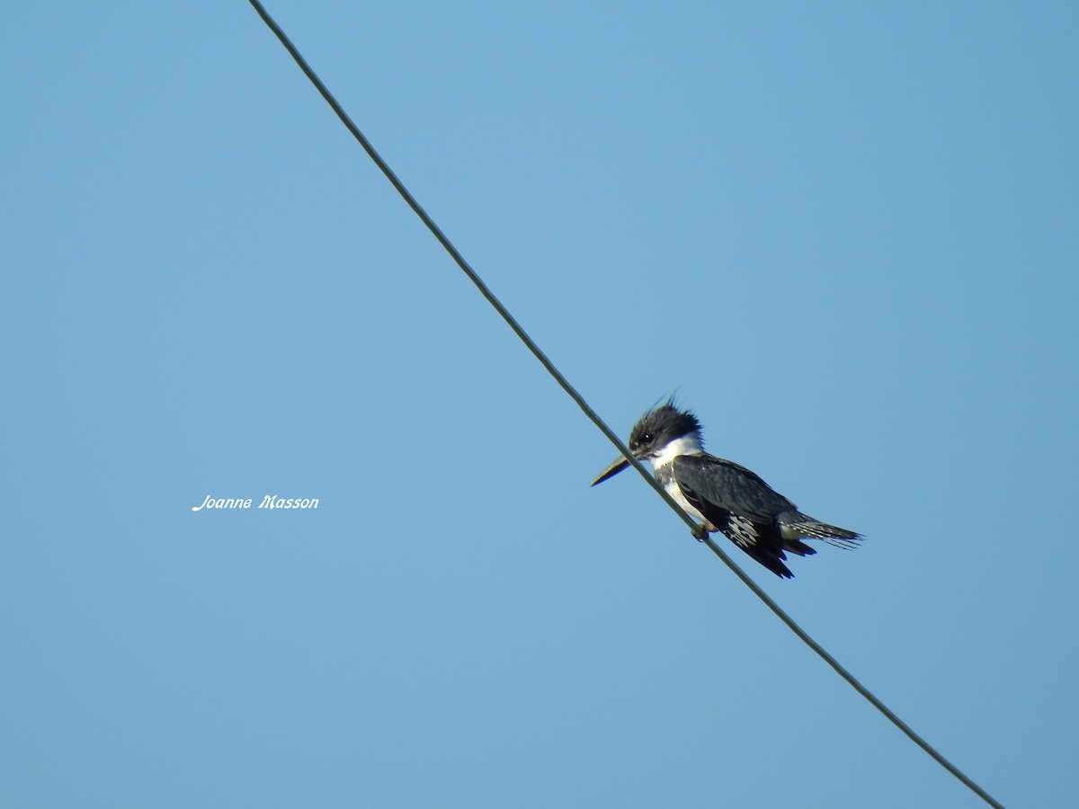 Belted Kingfisher - Joanne Masson