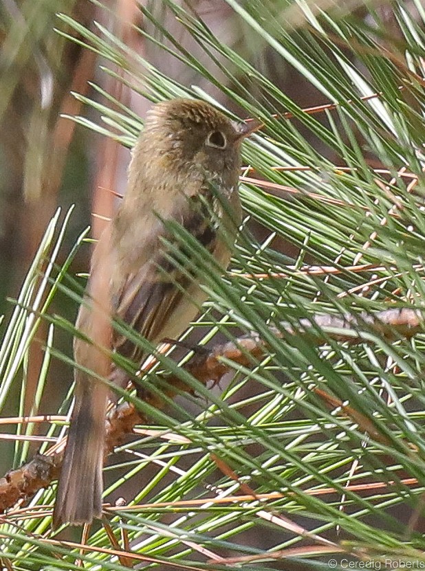 Western Flycatcher (Cordilleran) - ML256779151