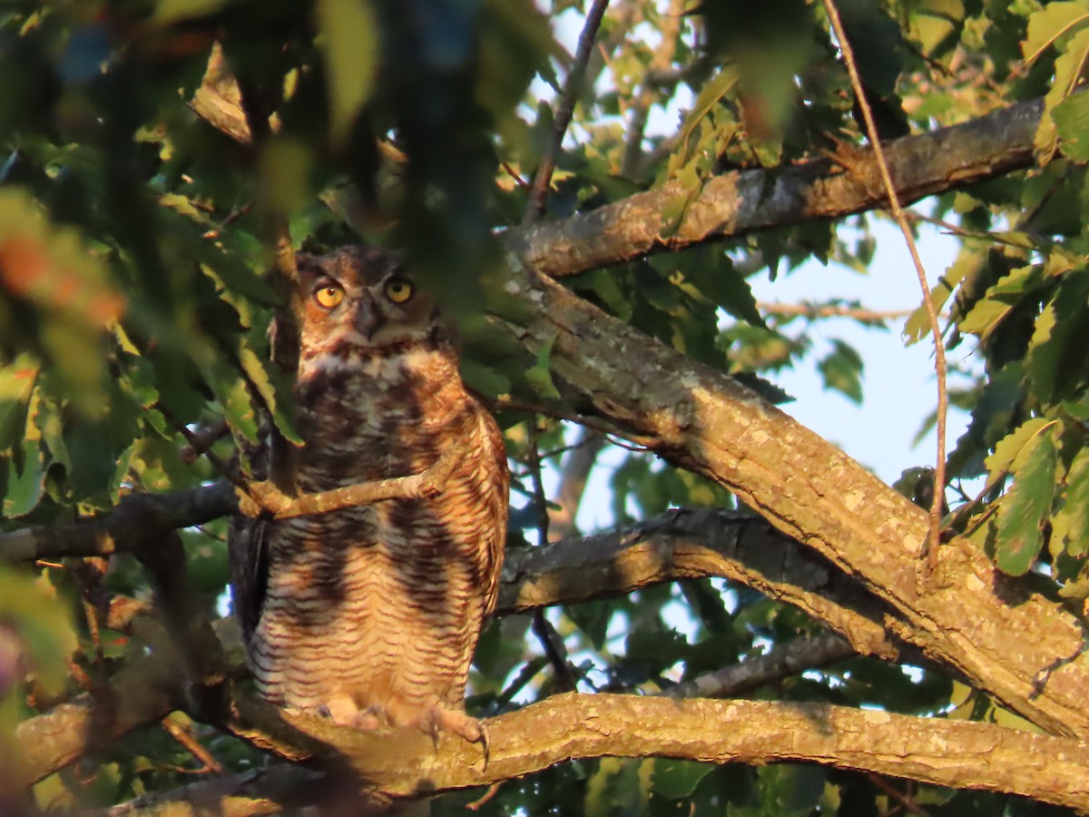 Great Horned Owl - ML256779451