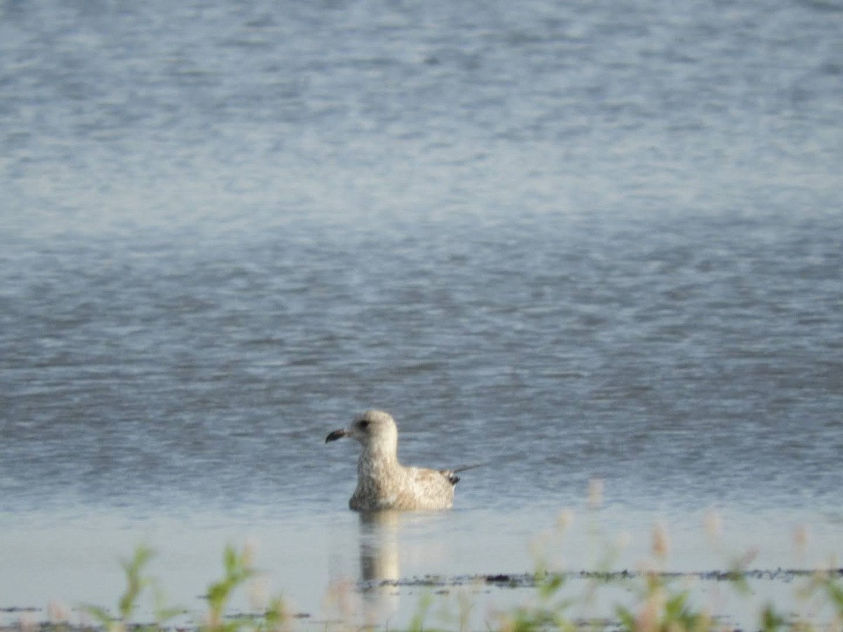 Ring-billed Gull - ML256779761