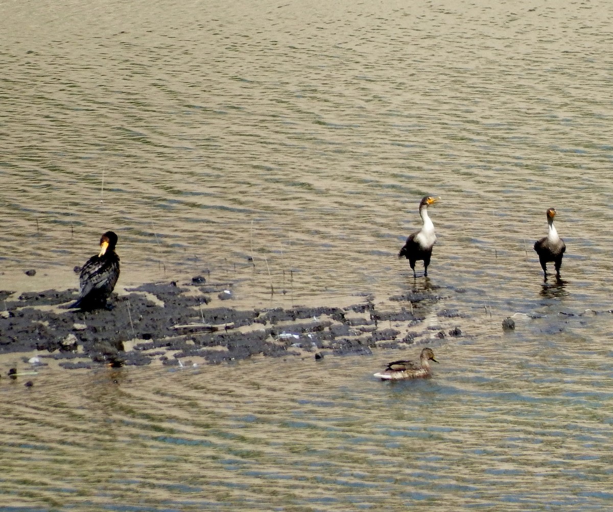 Double-crested Cormorant - ML256780501