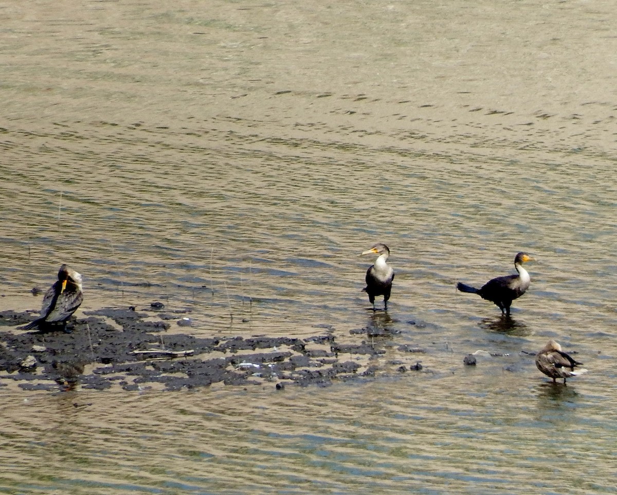 Double-crested Cormorant - ML256780561