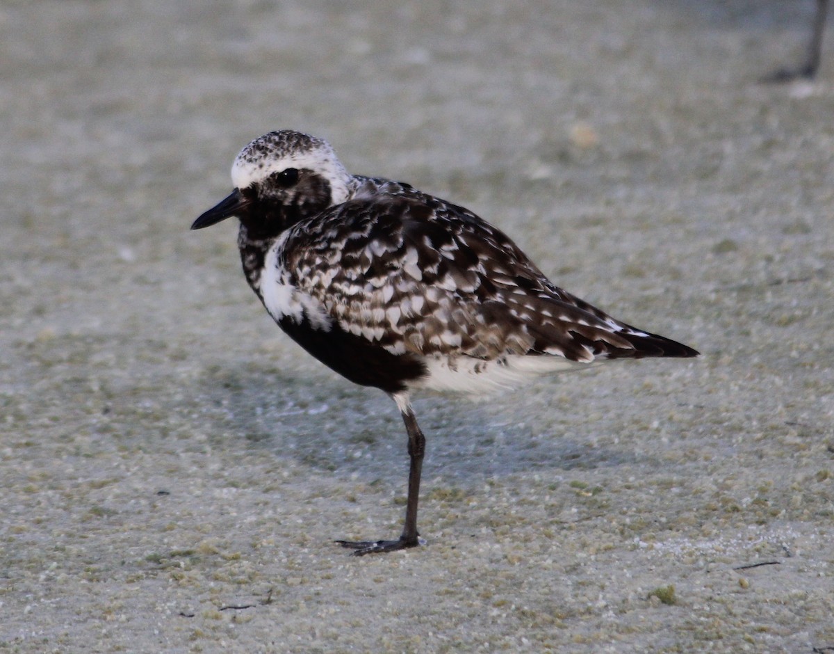 Black-bellied Plover - ML256781521