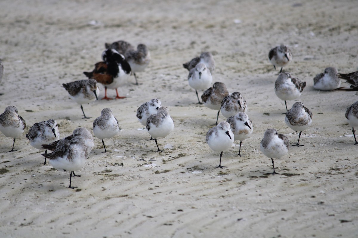 Bécasseau sanderling - ML256781791