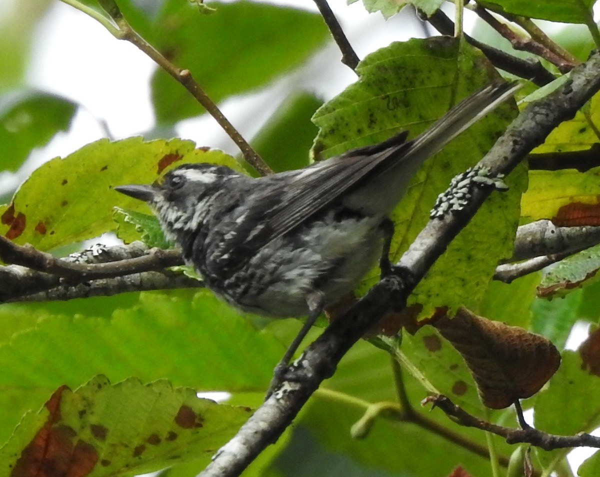 Black-throated Gray Warbler - ML256782281