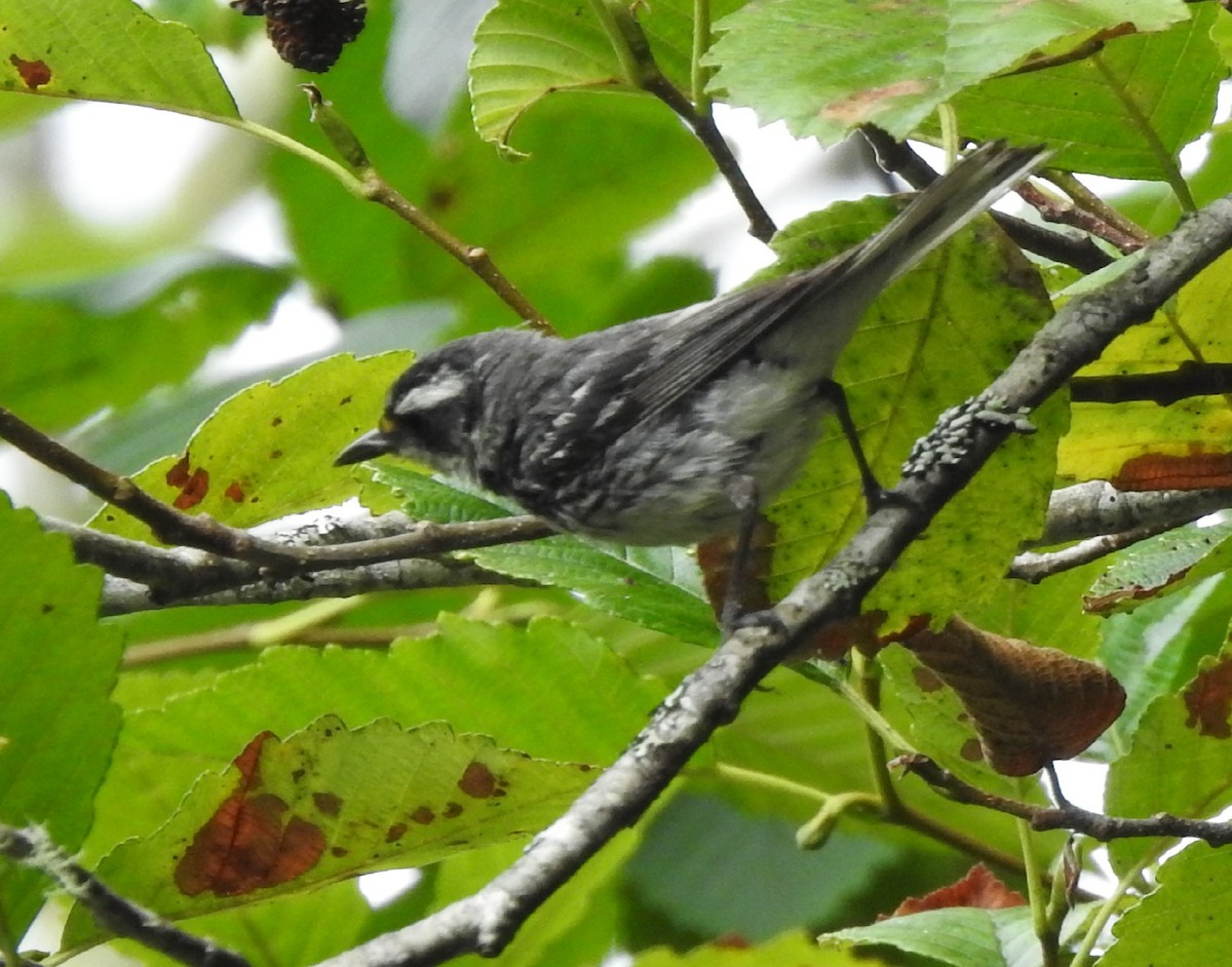 Black-throated Gray Warbler - ML256782291