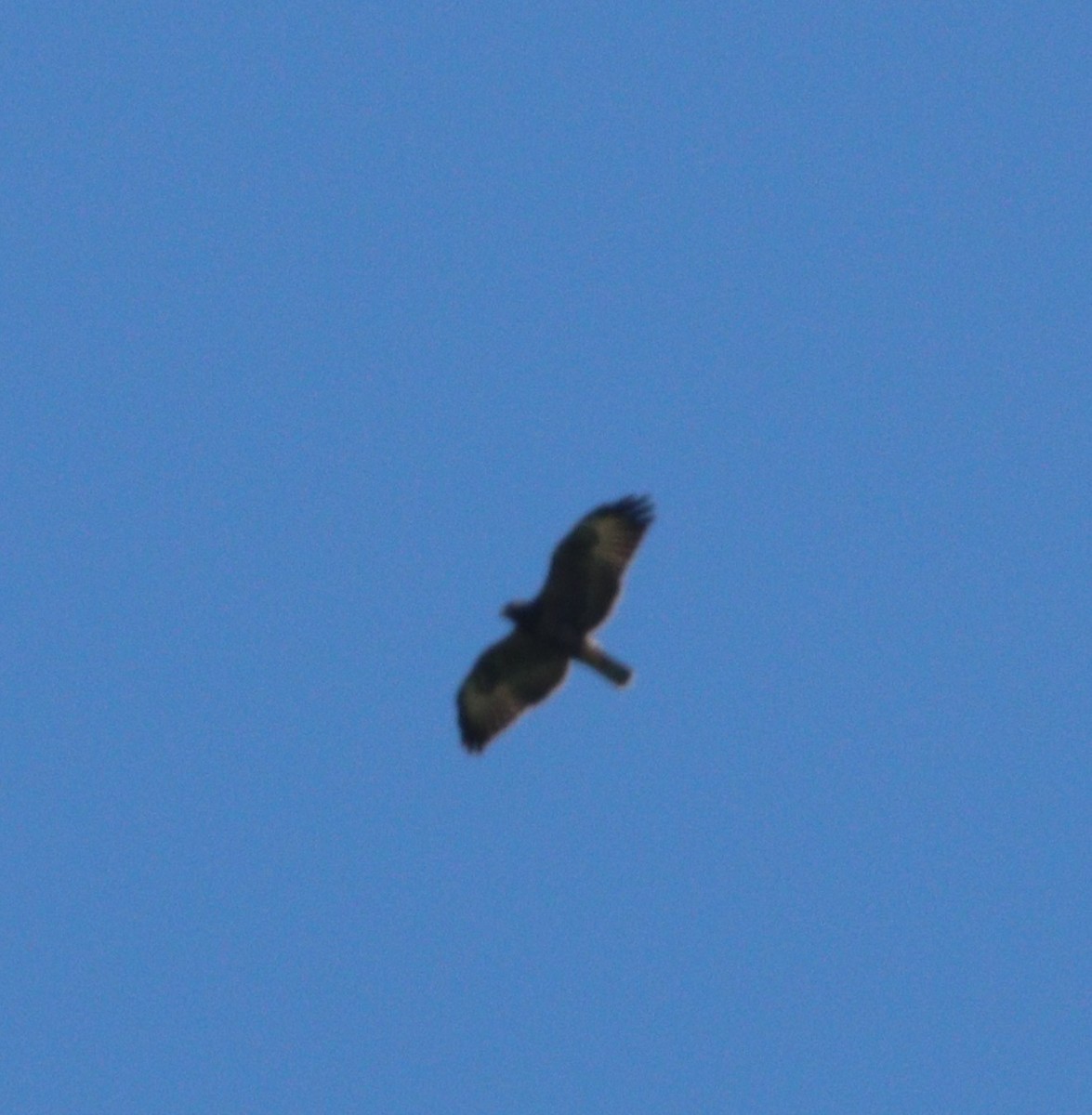 Short-tailed Hawk - ML256782721