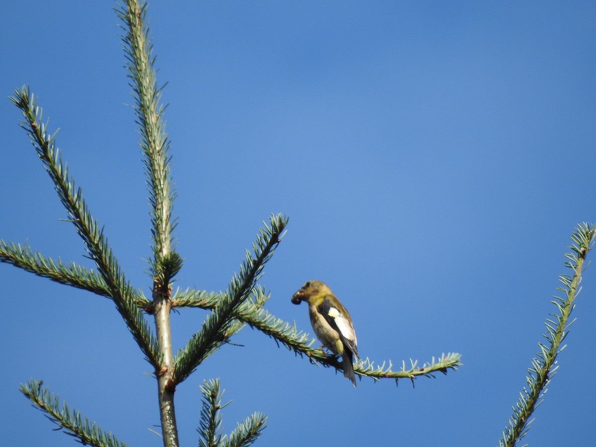 Evening Grosbeak - ML256783041