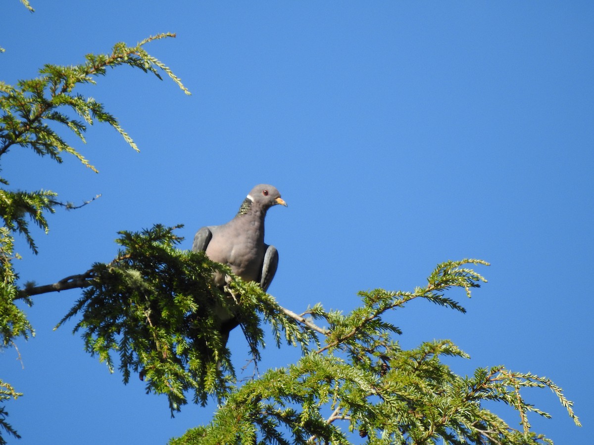 Band-tailed Pigeon - ML256783091