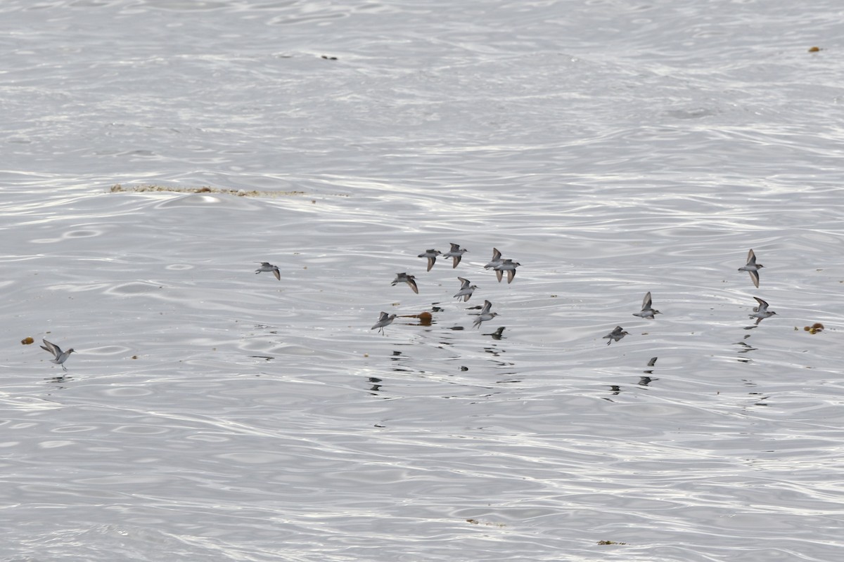 Phalarope à bec étroit - ML256784331