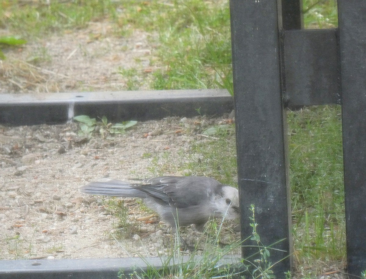 Canada Jay - ML256785221