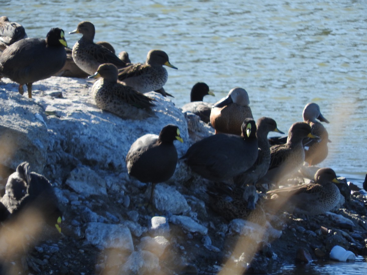 Red-gartered Coot - ML256786791