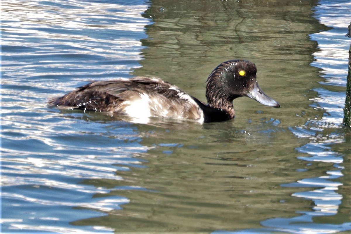 Greater/Lesser Scaup - ML256786801