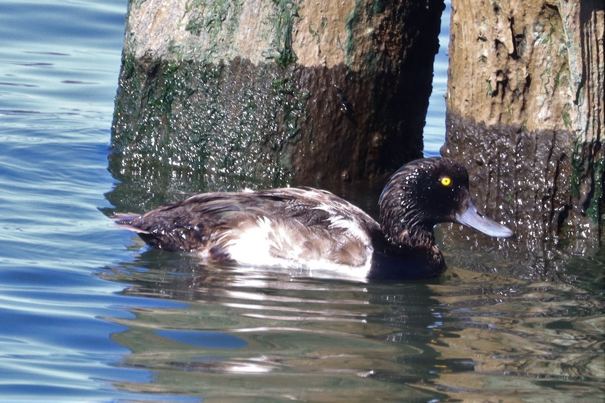 Greater/Lesser Scaup - ML256786821