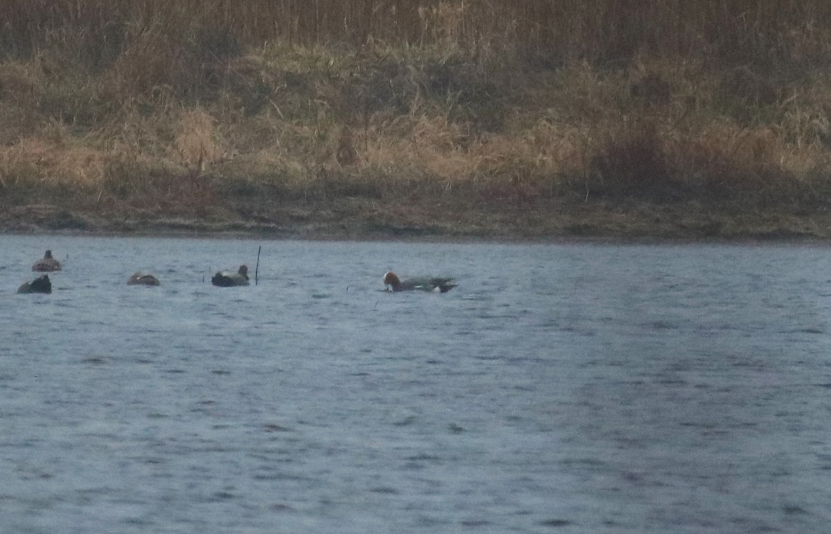 Eurasian Wigeon - ML25678761
