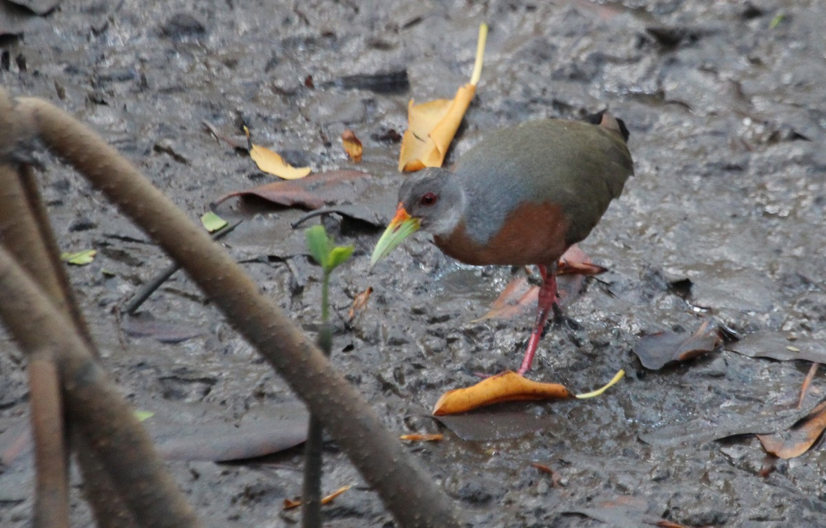 Little Wood-Rail - Alexander Lees