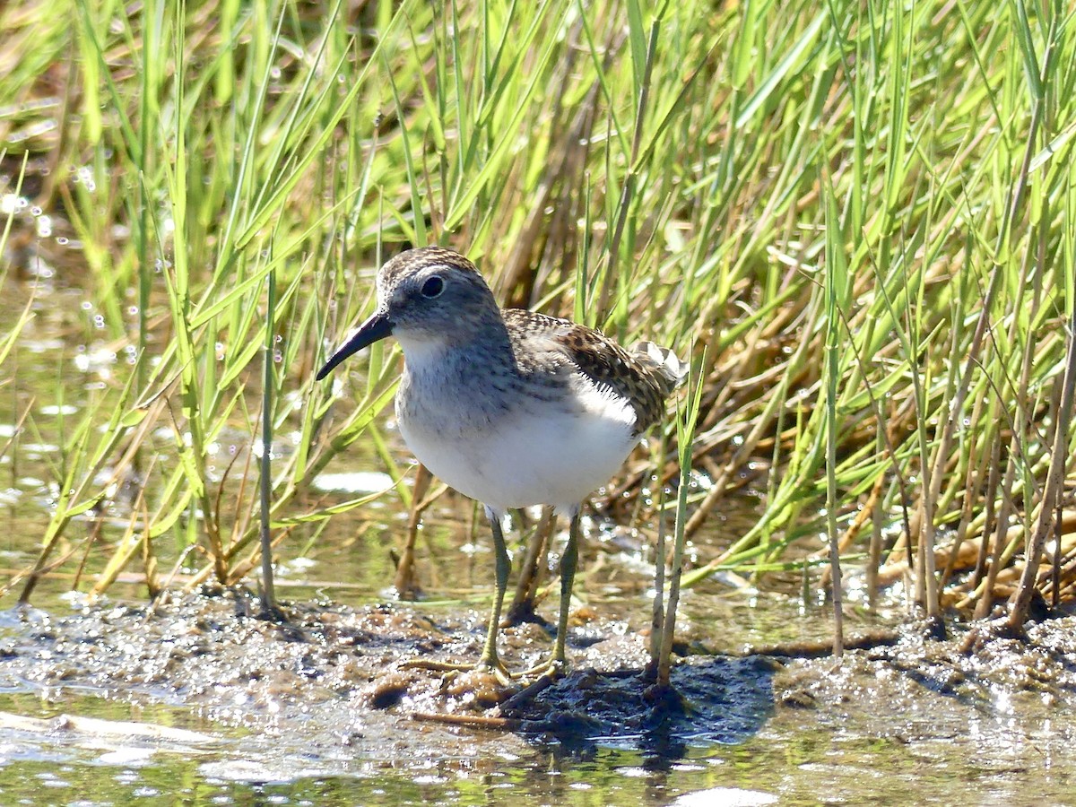 Least Sandpiper - Charles Duncan