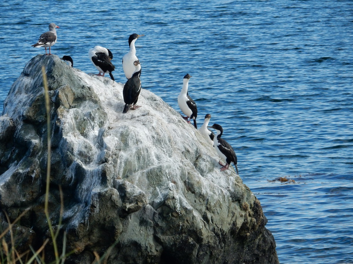 Imperial Cormorant - ML25679191