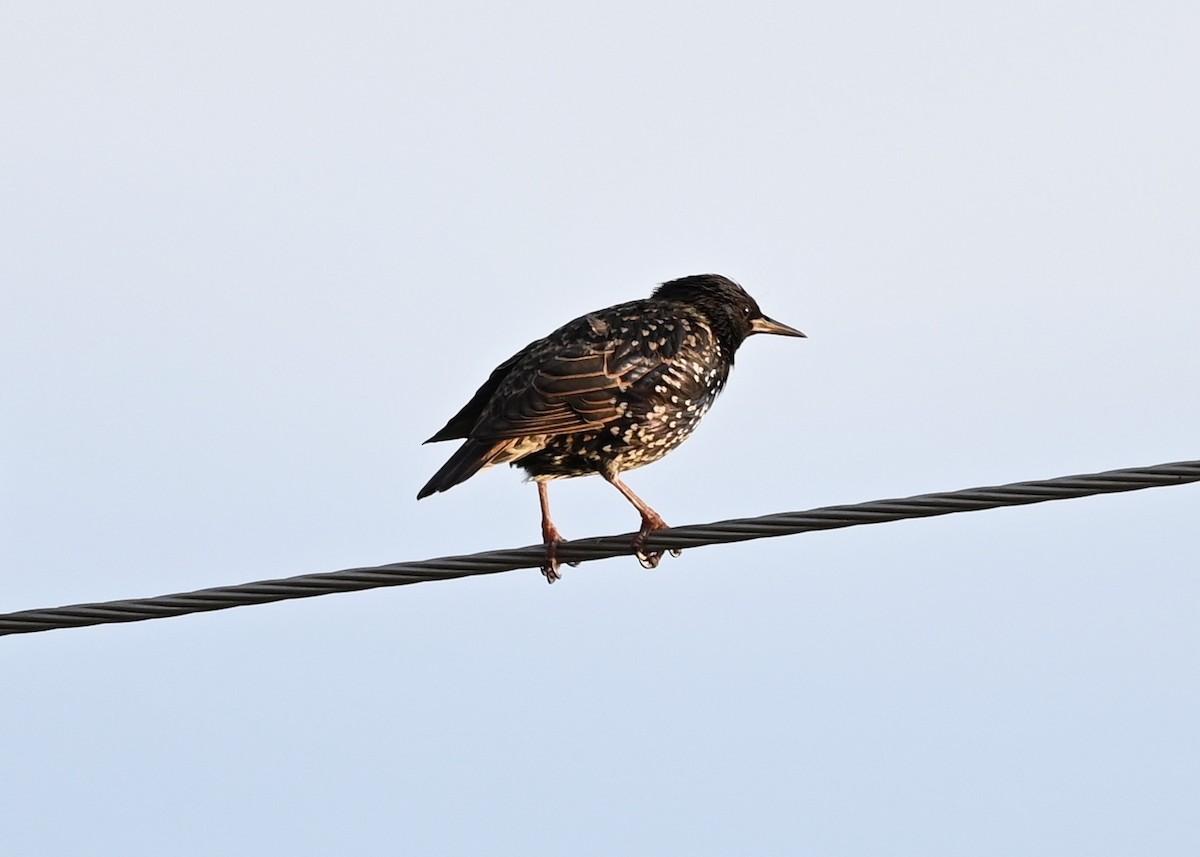 European Starling - Joe Wujcik