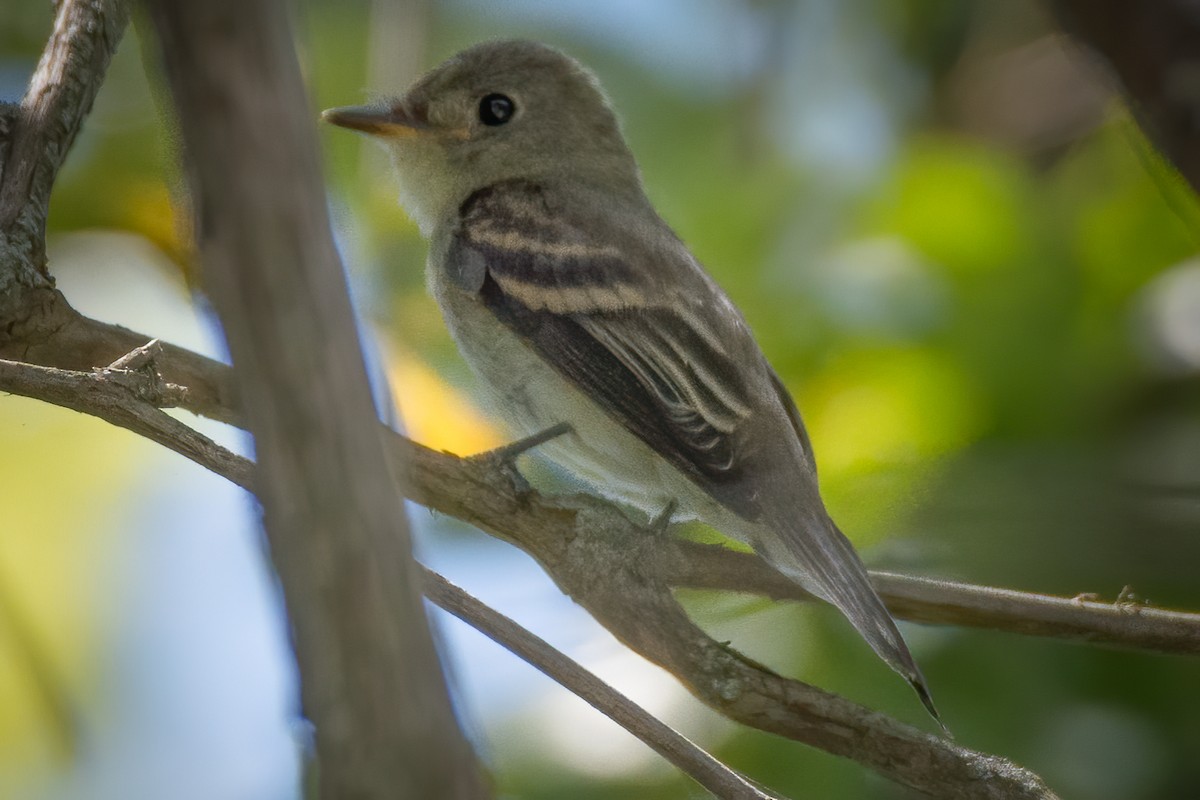 Eastern Wood-Pewee - ML256795091