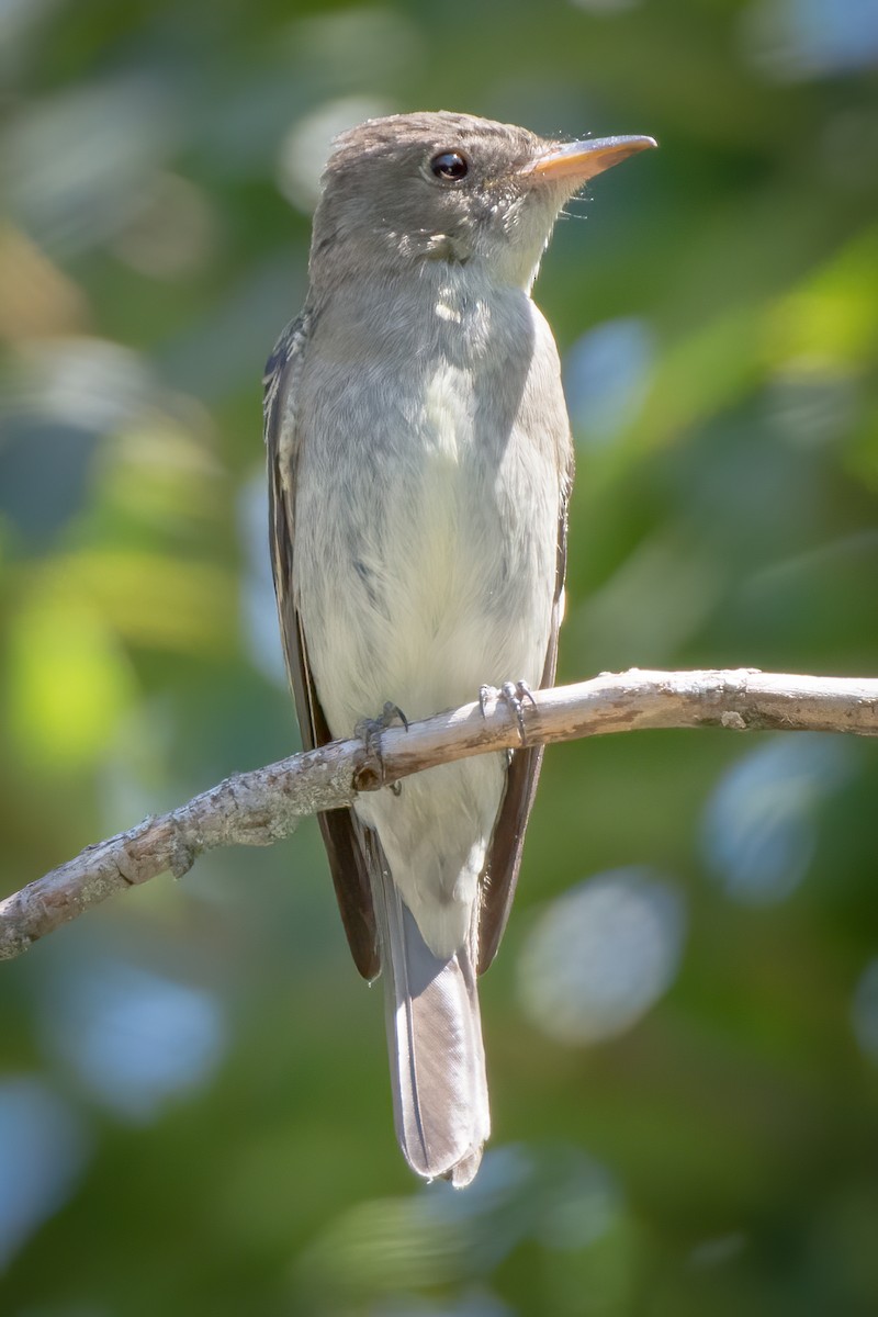 Eastern Wood-Pewee - ML256795101