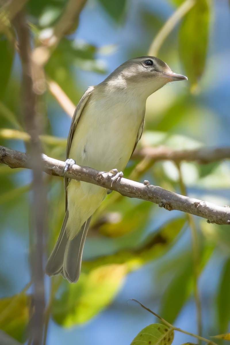 Ötücü Vireo - ML256795121