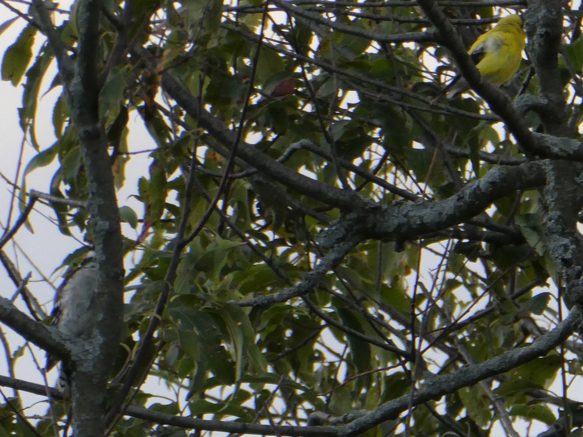 American Goldfinch - ML256799241