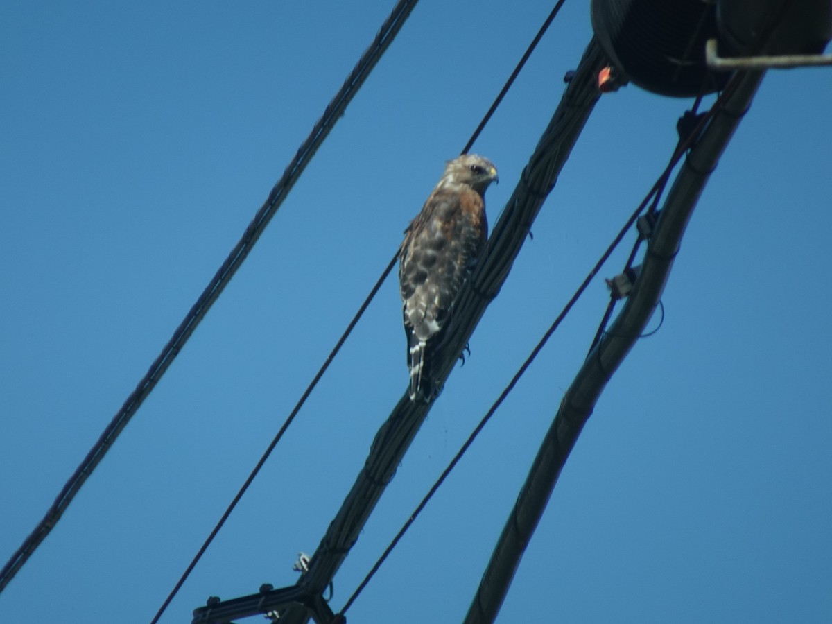 Red-shouldered Hawk - ami horowitz