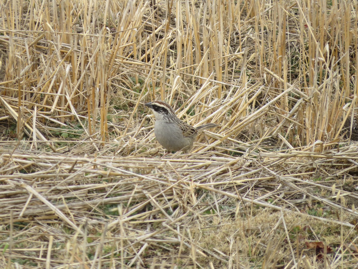 Striped Sparrow - ML25680071