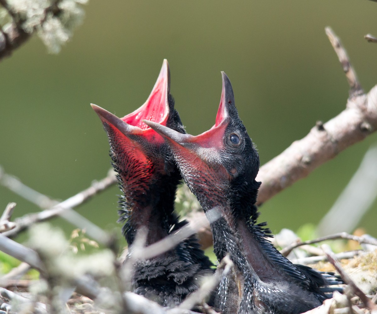American Crow - Alix d'Entremont