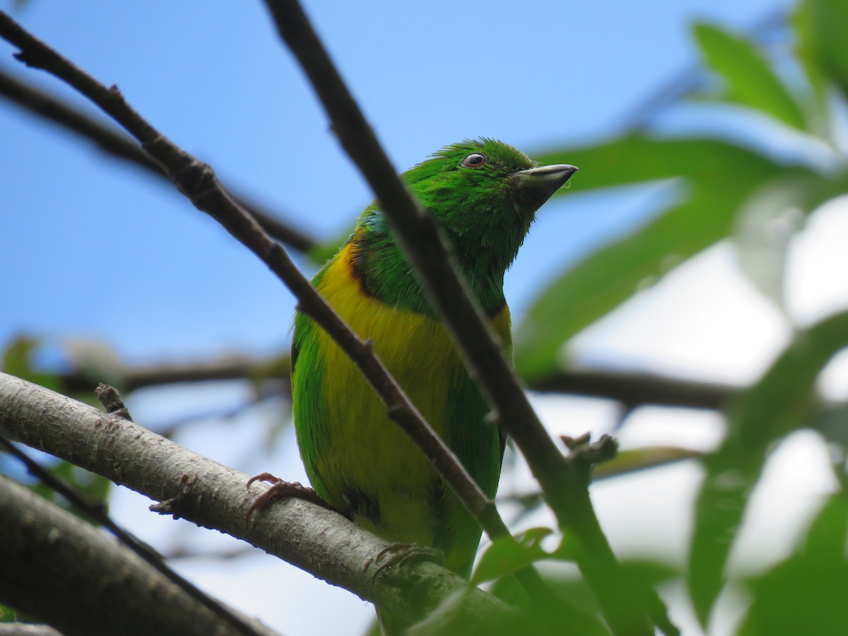 Blue-crowned Chlorophonia - ML256802721