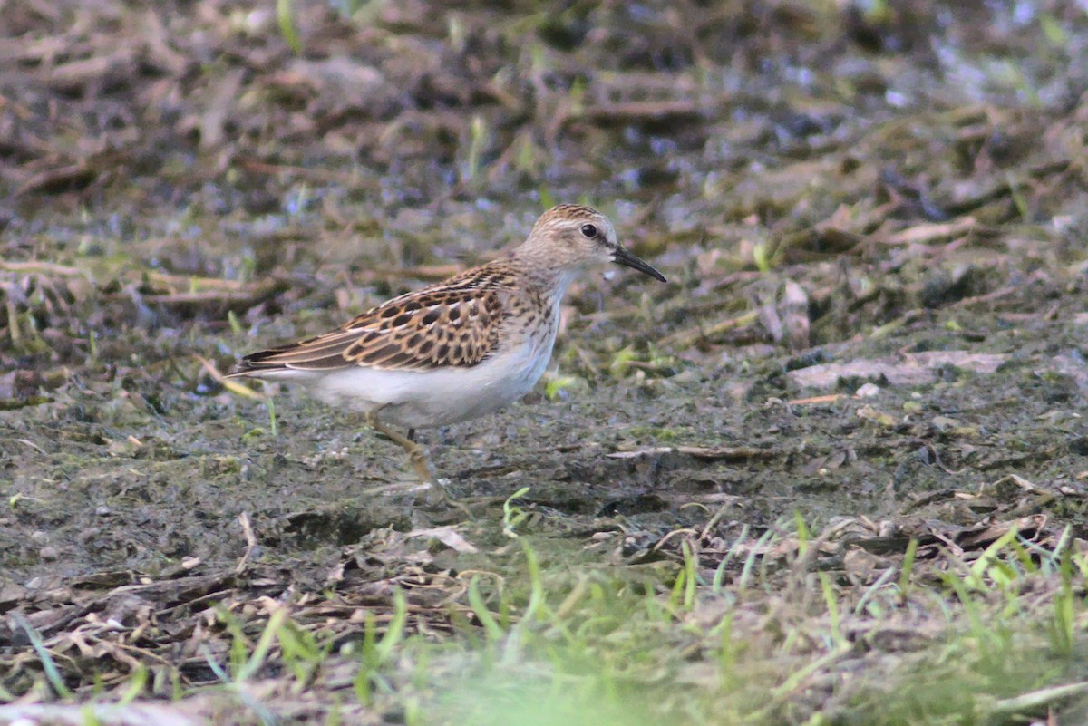 Least Sandpiper - ML256802891