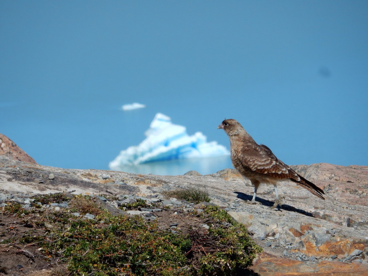 Chimango Caracara - ML25680351