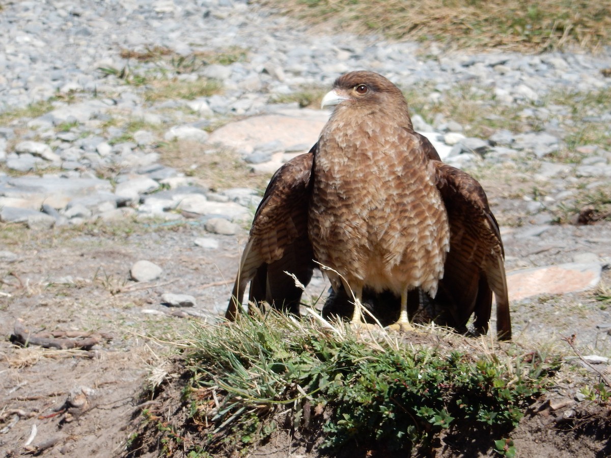 Caracara Chimango - ML25680361