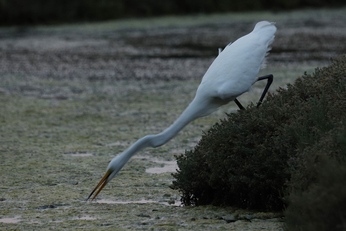 Great Egret - ML256804221