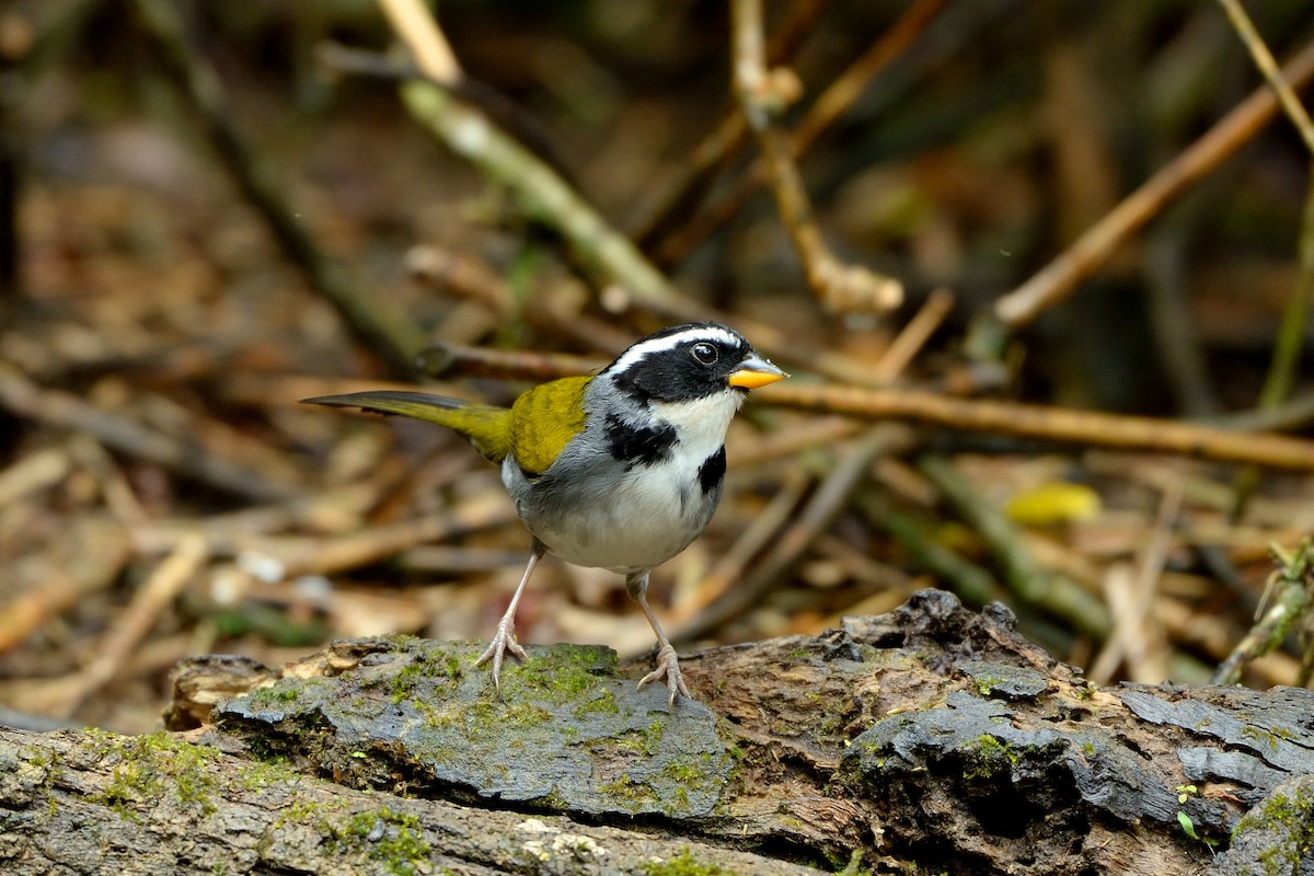 Half-collared Sparrow - Rodrigo Ferronato