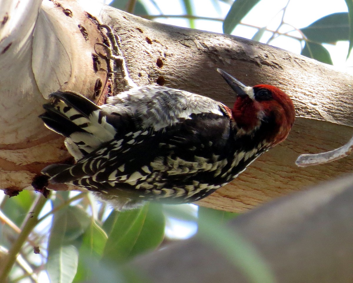 Red-breasted Sapsucker - Thomas Wurster